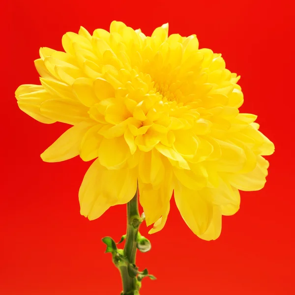 Yellow Chrysanthemum Flower — Stock Photo, Image