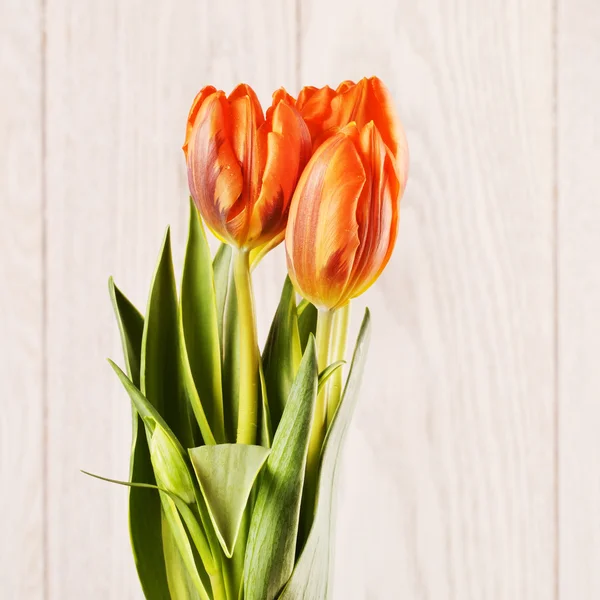 Fleurs de tulipe orange — Photo