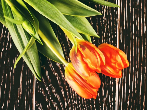 Orange Tulip Flowers — Stock Photo, Image