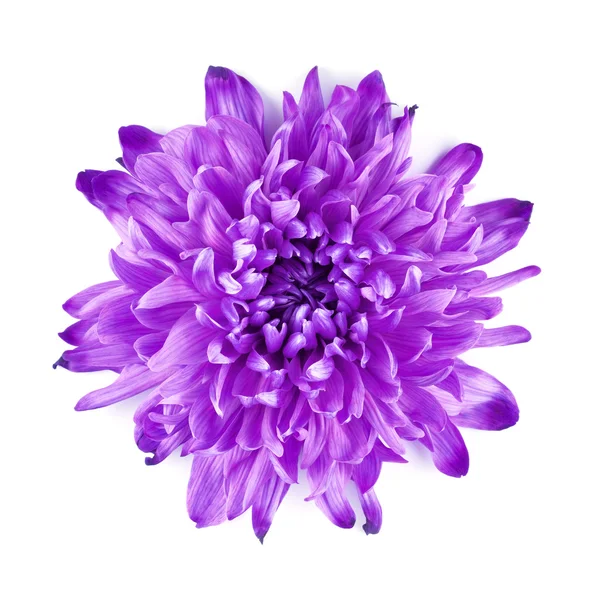 Fleur de chrysanthème violet Images De Stock Libres De Droits