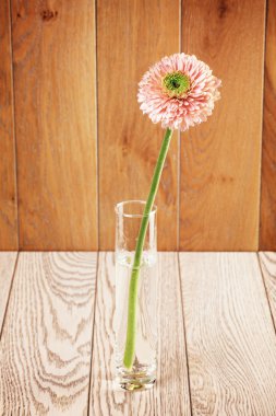 Cam vazo içinde pembe Gerbera Daisy