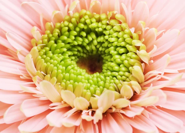 Rózsaszín gerbera százszorszép — Stock Fotó