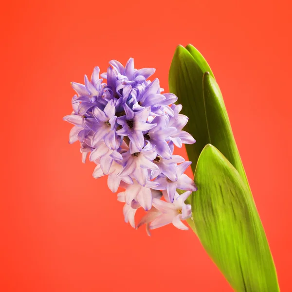Mooie Frisse Blauwe Hyacinten Bloem Rode Achtergrond — Stockfoto