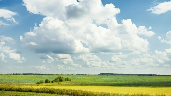 Sommerlandschaft — Stockfoto