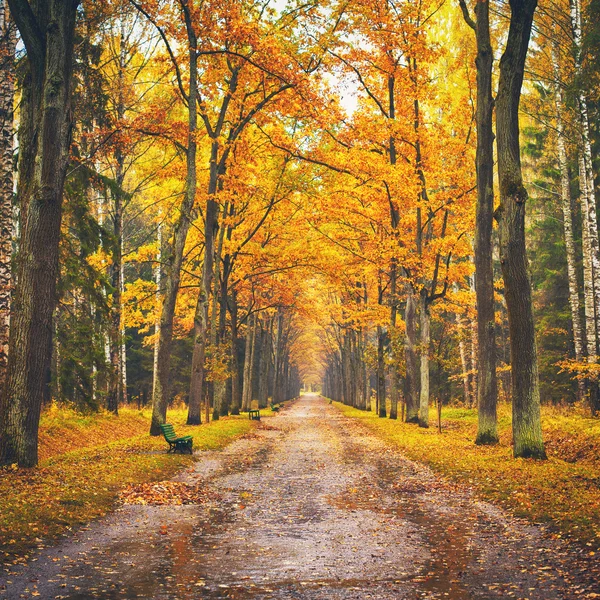 Callejón de otoño —  Fotos de Stock