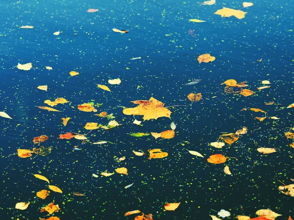 Foglie di autunno su acqua — Foto Stock