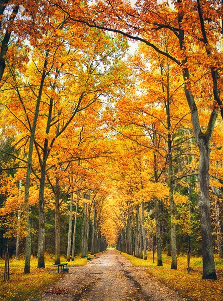 가을 골목 — 스톡 사진