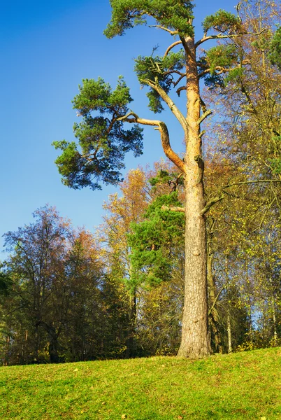 Árbol de pino —  Fotos de Stock