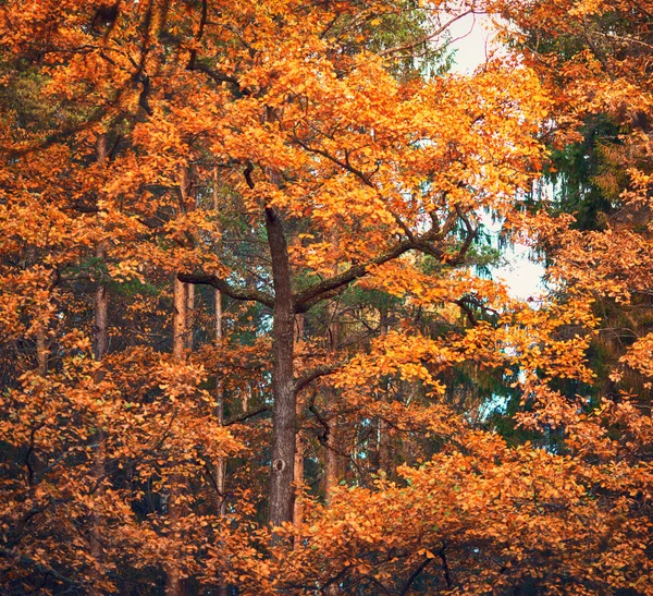 Dąb jesień — Zdjęcie stockowe