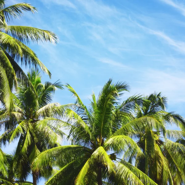 Palmas de coco —  Fotos de Stock