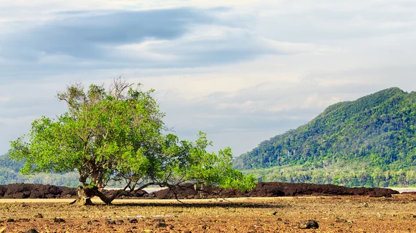 Rocky Shore — Stock Photo, Image