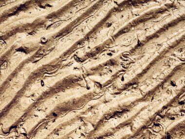 Deniz dibinin düşük Tide at