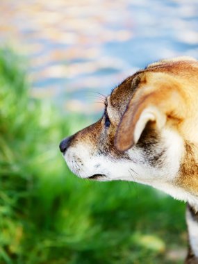 Üzgün Köpek