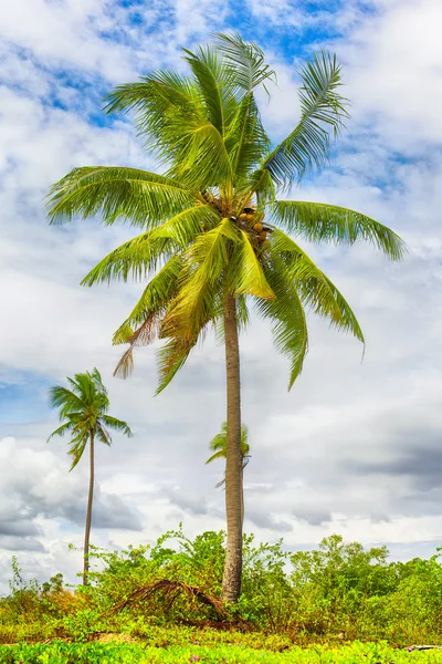 Coconut Palms — Stock Photo, Image