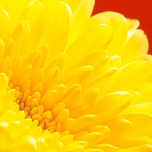 Yellow Chrysanthemum — Stock Photo, Image