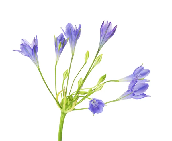 Brodiaea květ — Stock fotografie