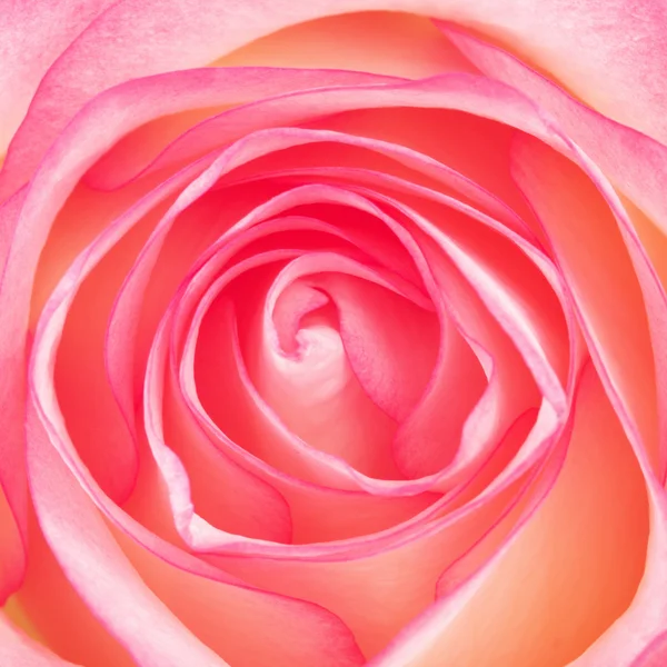 Pink Rose — Stock Photo, Image