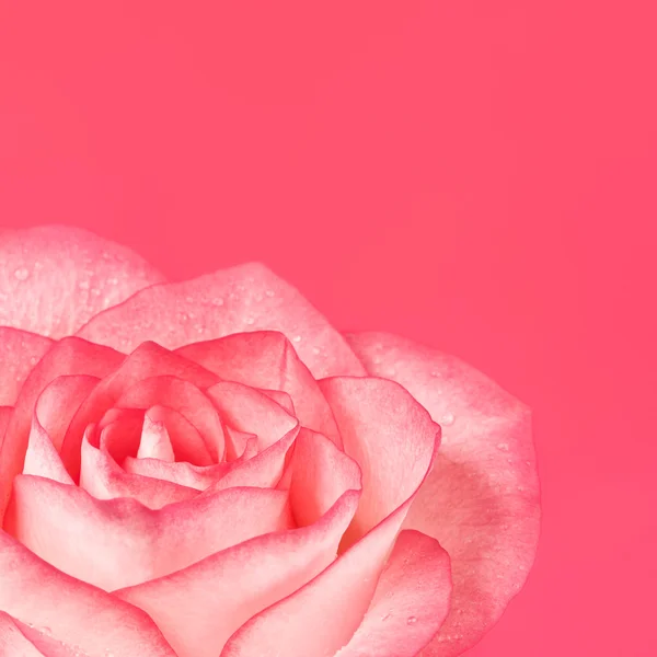 Pink Rose — Stock Photo, Image