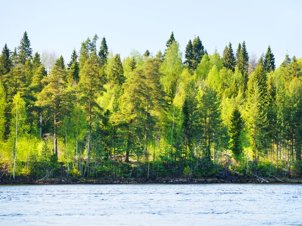 Foresta sulla riva del fiume — Foto Stock