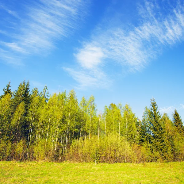 Björkskog — Stockfoto