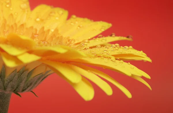 Yellow Gerbera — Stock Photo, Image