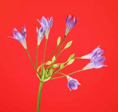 Brodiaea çiçek