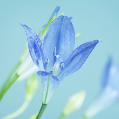 Brodiaea çiçek