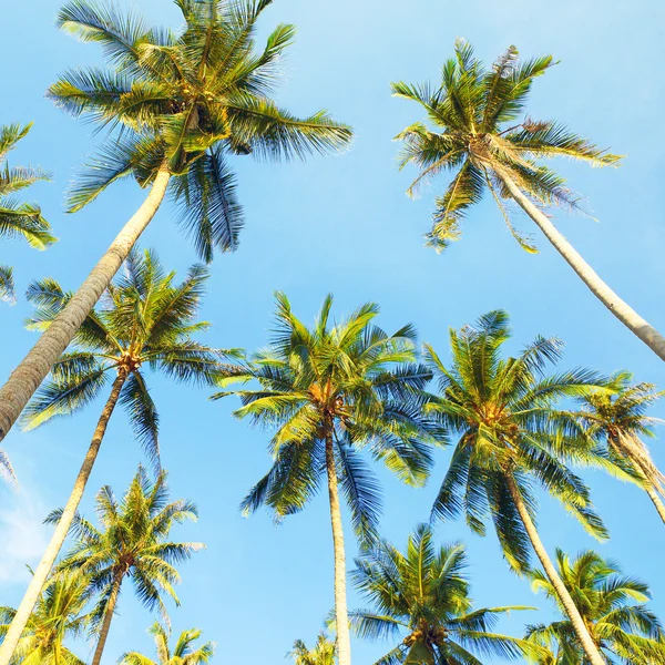 Coconut Palms — Stock Photo, Image