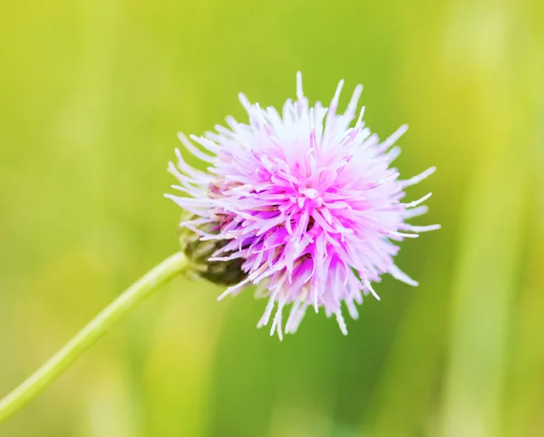 Thistle Flower — Stock Photo, Image