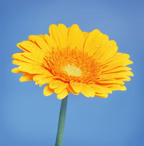 Yellow Gerbera — Stock Photo, Image