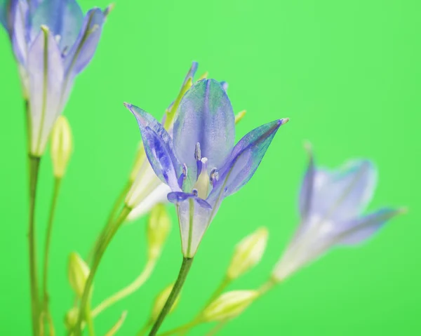 Brodiaea flor — Fotografia de Stock