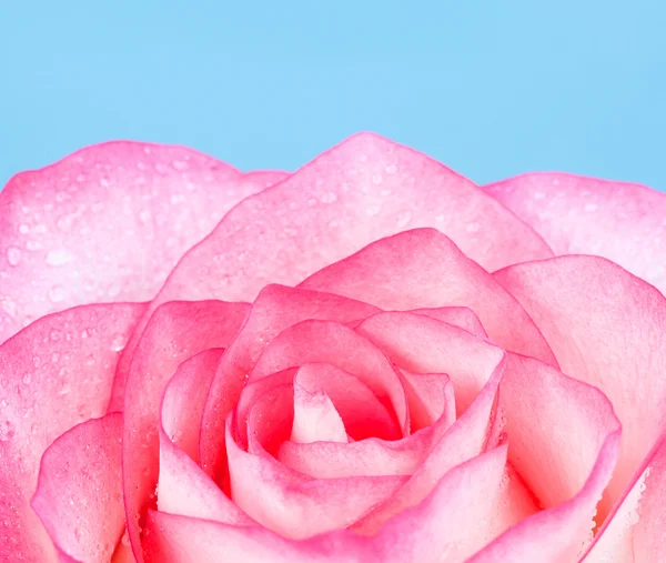 Pink Rose — Stock Photo, Image