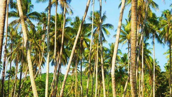 Кокосовые пальмы — стоковое фото