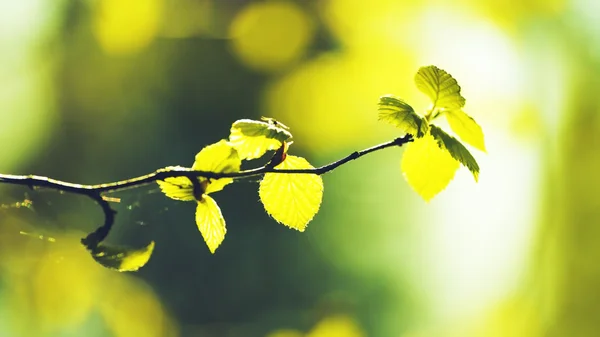 Leaves Background — Stock Photo, Image