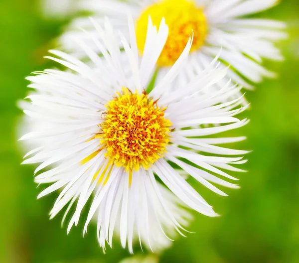 Erigeron Alpinus — Foto de Stock