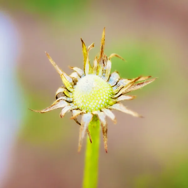 Diente de león calvo — Foto de Stock