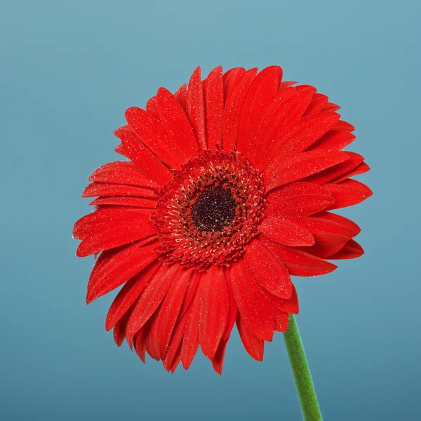 Red Gerbera — Stock Photo, Image