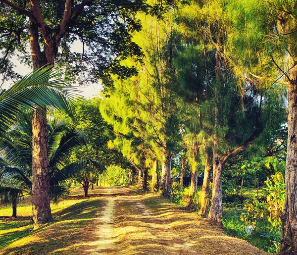 Camino en la selva — Foto de Stock