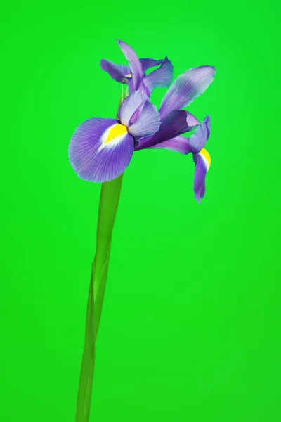 Iris Flower — Stock Photo, Image