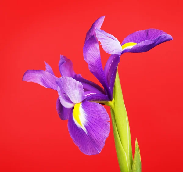 Iris bloem — Stockfoto