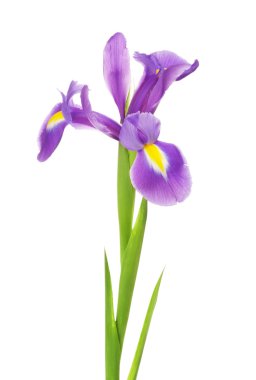 Iris Flower clipart