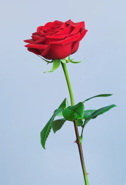 Rote Rosenblüte — Stockfoto