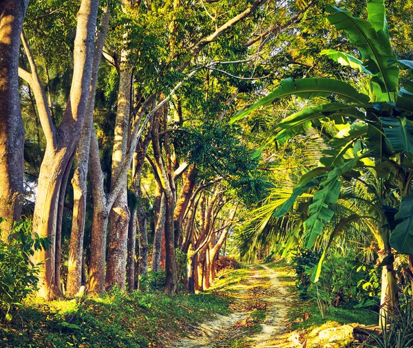 Camino en la selva — Foto de Stock