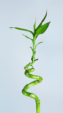 Bambu Filiz
