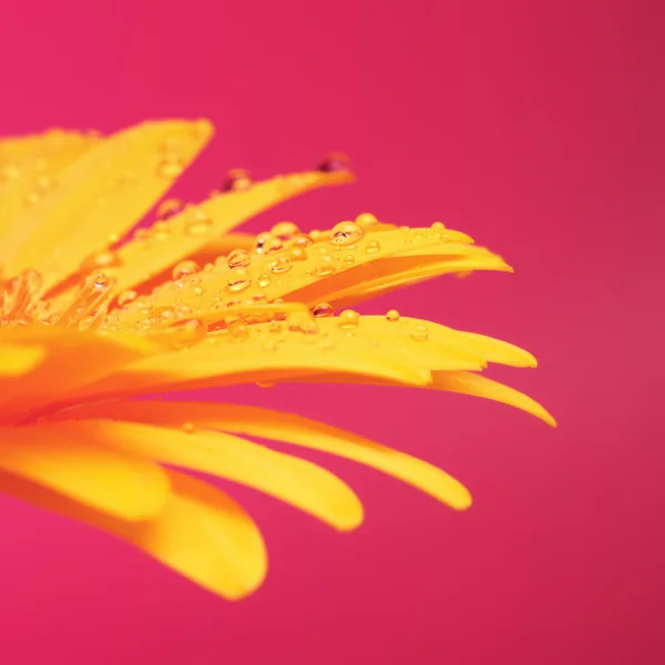 Sarı gerbera — Stok fotoğraf