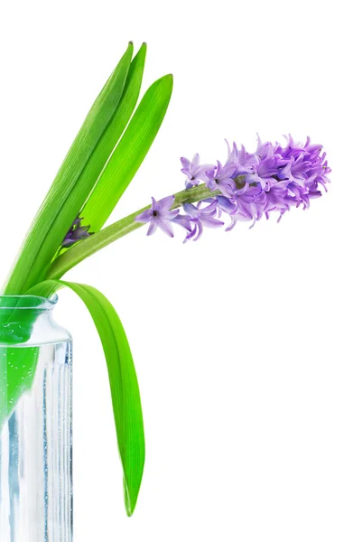 Blauwe hyacint bloem — Stockfoto