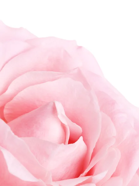 Pink Rose Flower — Stock Photo, Image