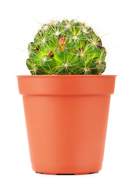 Cactus in vaso — Foto Stock