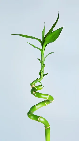 竹の新芽 — ストック写真