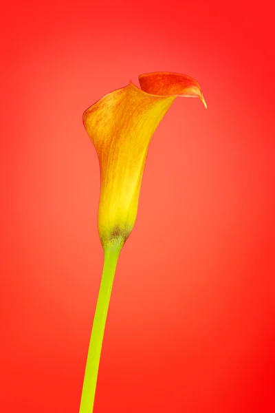 Oranje calla lelie — Stockfoto